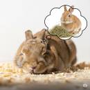 Siirry ryhmään Heinät ja kuivikkeet