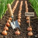 Istukassipulit Siirry ryhmään Istukassipulit