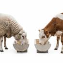 Karjaeläinten ruoka ja tarvikkeet Siirry ryhmään Karjaeläinten ruoka ja tarvikkeet