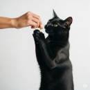 Kissan herkut Siirry ryhmään Kissan herkut