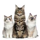 Siirry ryhmään Kissat