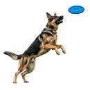 Siirry ryhmään Koiran lelut ja agility