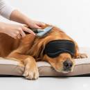 Siirry ryhmään Koiran trimmaus ja turkinhoito