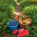 Marjanpoimintatarvikkeet Siirry ryhmään Marjanpoimintatarvikkeet