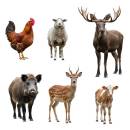 Siirry ryhmään Muiden eläinten tuotteet