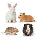 Siirry ryhmään Pieneläimet