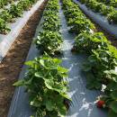 Siirry ryhmään Puutarhakankaat