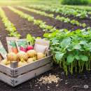 Siemenperunat ja juurekset Siirry ryhmään Siemenperunat ja juurekset