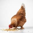 Siipikarjaeläinten ruoka ja tarvikkeet Siirry ryhmään Siipikarjaeläinten ruoka ja tarvikkeet