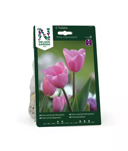 SYYSSIPULI TULPPAANI PINK - Siemenet ja sipulit - 7312602007800 - 2