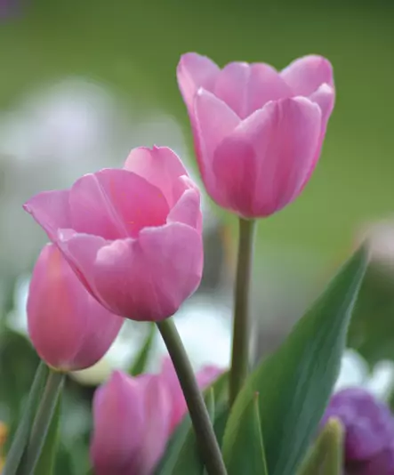 SYYSSIPULI TULPPAANI PINK - Siemenet ja sipulit - 7312602007800 - 1