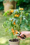 BLACK+DECKER Kukkasakset 15 cm - Puutarhasakset, oksaleikkurit ja -sahat - 8711252436630 - 4