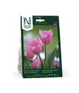 SYYSSIPULI TULPPAANI PINK - Siemenet ja sipulit - 7312602007800 - 2