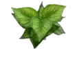 TEKOKUKKA VIHERKASVI SEMENTTIRUUKUSSA - Tekokukat ja -kasvit - 6438159393430 - 1