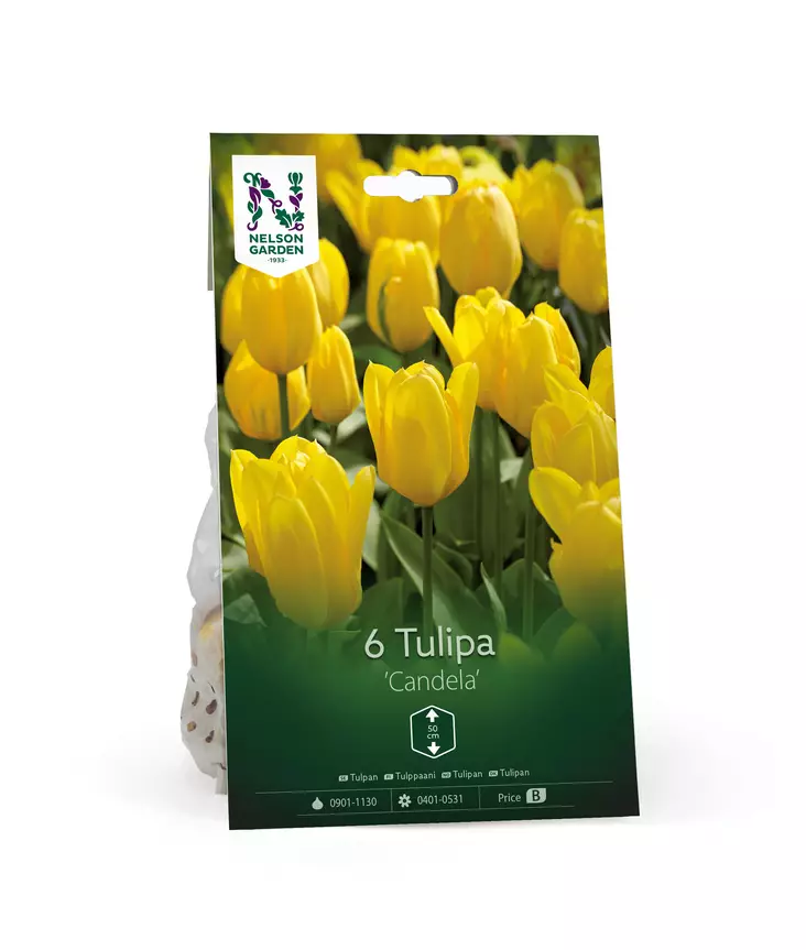 Syyssipuli Tulppaani, 'Candela'7,50 - Siemenet ja sipulit - 7312603021300 - 1