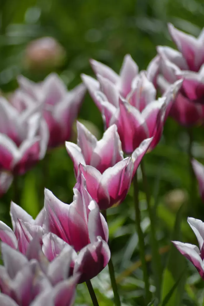 SYYSSIPULI TULPPAANI LILJA CLAUDIA - Siemenet ja sipulit - 7312602009200 - 1