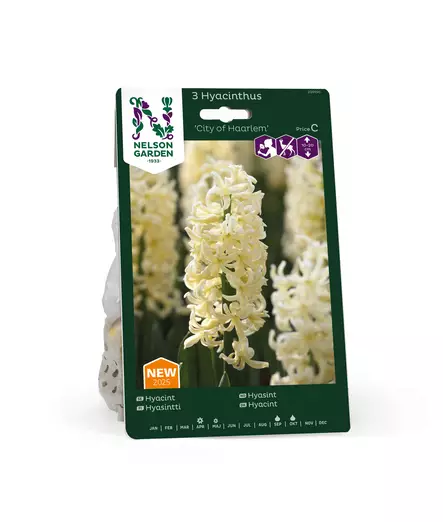 SYYSSIPULI HYASINTTI CITY OF HARLEM - Siemenet ja sipulit - 7312602001501 - 1