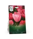 Syyssipuli Darwintulppaani, 'Pink Sound'7,50 - Siemenet ja sipulit - 7312603021201 - 1