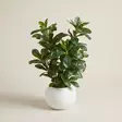 TEKOKUKKA VIHERKASVI RUUKUSSA 50 cm - Tekokukat ja -kasvit - 6438159393591 - 1
