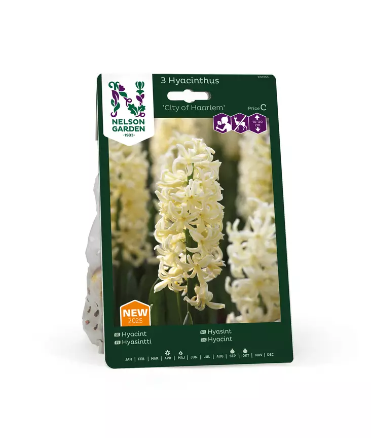 SYYSSIPULI HYASINTTI CITY OF HARLEM - Siemenet ja sipulit - 7312602001501 - 1