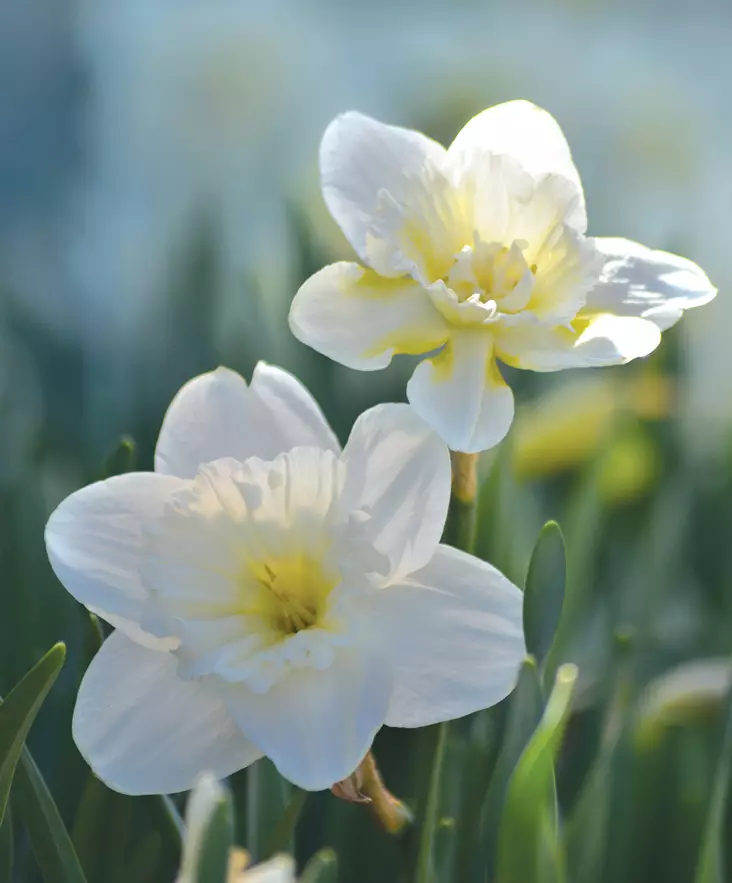 SYYSSIPULI PÄÄSIÄISLILJA - Siemenet ja sipulit - 7312602004601 - 1