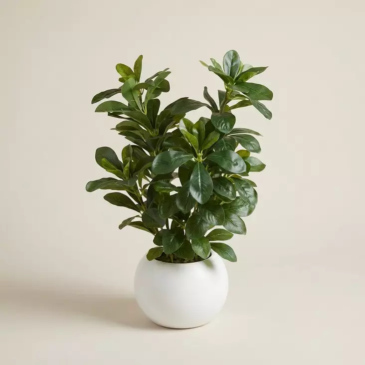 TEKOKUKKA VIHERKASVI RUUKUSSA 50 cm - Tekokukat ja -kasvit - 6438159393591 - 1
