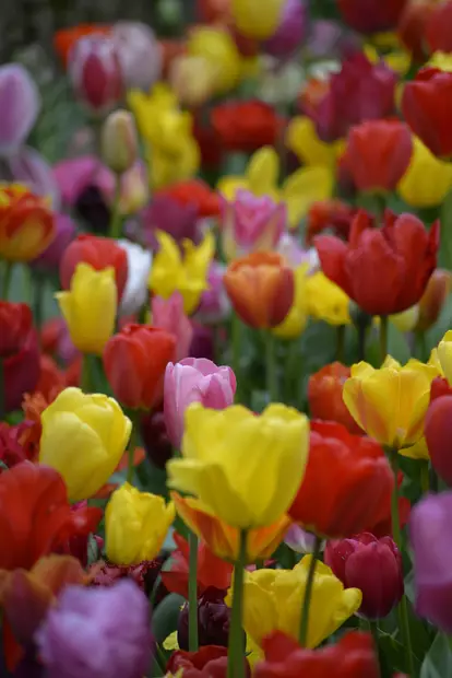 SYYSSIPULI TULPPAANI VÄRISEKOITUS - Siemenet ja sipulit - 7312602007602 - 1