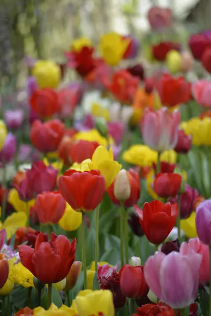 SYYSSIPULI TULPPAANI VÄRISEKOITUS - Siemenet ja sipulit - 7312602007602 - 2