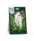 SYYSSIPULI HYASINTTI GARNEGIE - Siemenet ja sipulit - 7312602001402 - 1