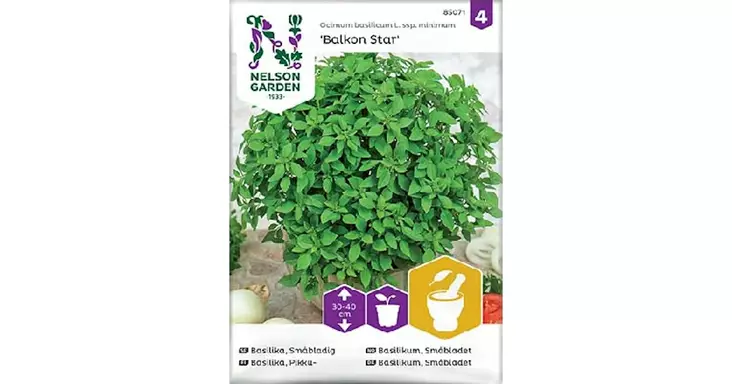 Basilika, Pikku-, Balkon Star - Yrttien siemenet - 7312600850712 - 1