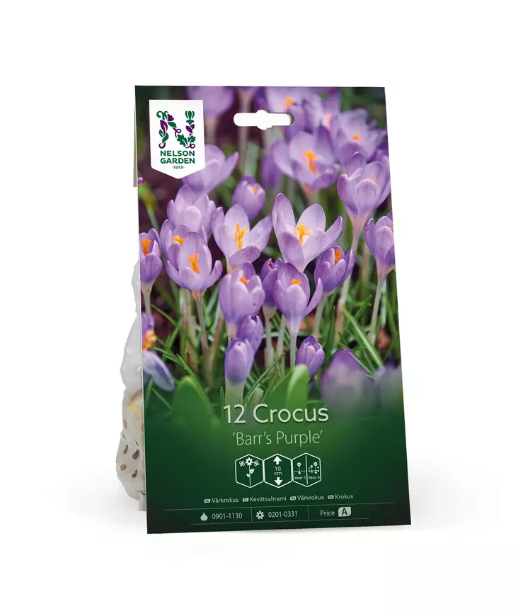 Kevätsahrami, 'Barr's Purple' - Siemenet ja sipulit - 7312603021102 - 1