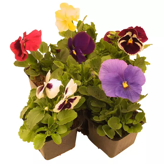 ORVOKKI 8 cm - Puutarhan hoito - 6430039510012 - 1