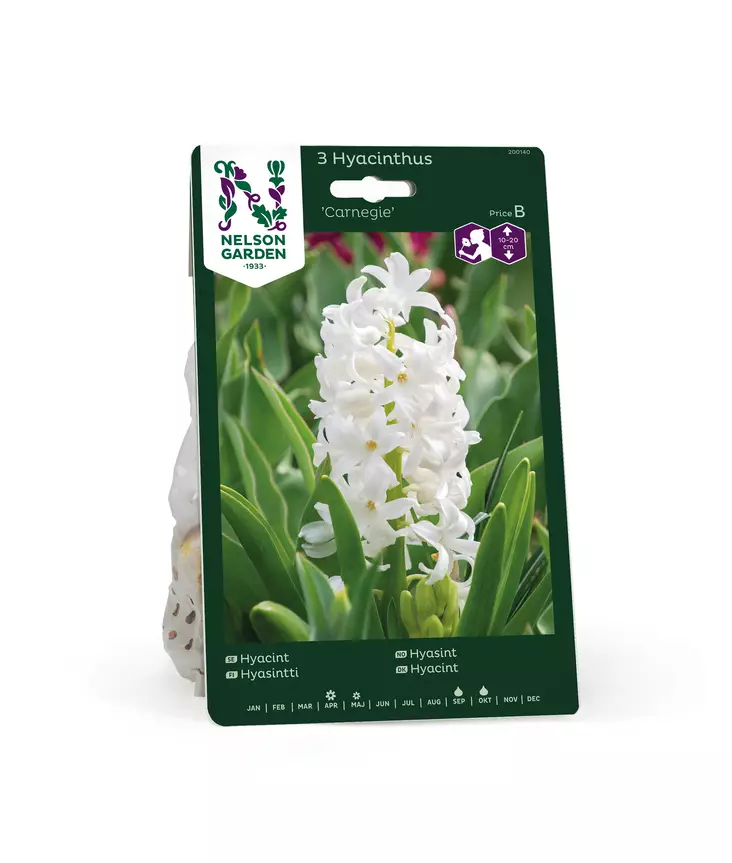 SYYSSIPULI HYASINTTI GARNEGIE - Siemenet ja sipulit - 7312602001402 - 1