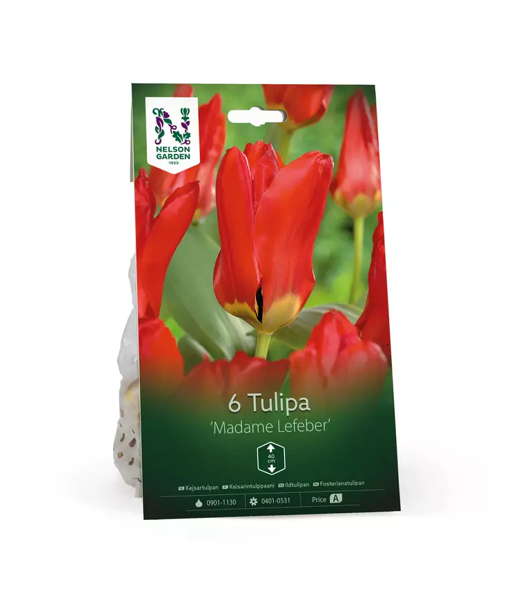 Syyssipuli Keisarintulppaani, 'Madame Lefeber'5,50 - Siemenet ja sipulit - 7312603021232 - 1