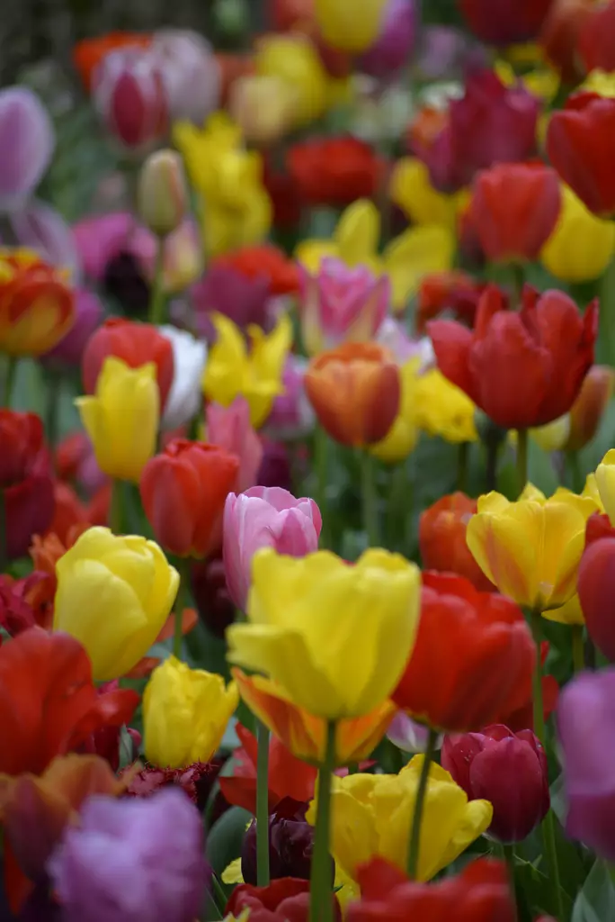 SYYSSIPULI TULPPAANI VÄRISEKOITUS - Siemenet ja sipulit - 7312602007602 - 1