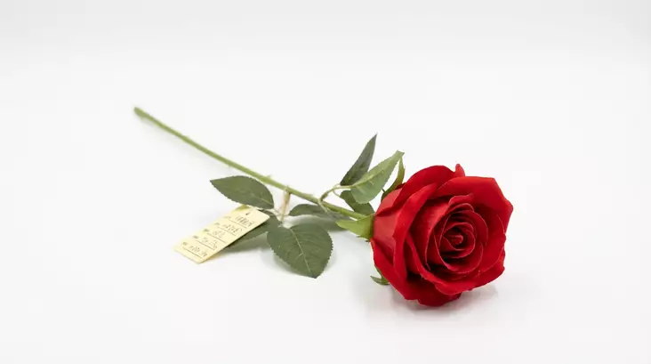 TEKOKUKKA PUNAINEN RUUSU 51 cm - Tekokukat ja -kasvit - 6438159393492 - 1