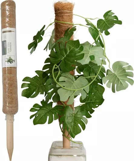 Kasvituki kookos 50CM - Kasvituet - 8721037716703 - 1