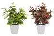 4Living Isokirjopeippi 40 cm - Kukkamaljakot - 6410416031033 - 1