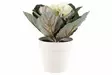 4Living Saint Paulia valkoinen - Tekokukat ja -kasvit - 6410413288133 - 1