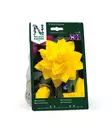 SYYSSIPULI NARSISSI PÄÄSIÄISLILJA GOLDEN - Siemenet ja sipulit - 7312602004403 - 2