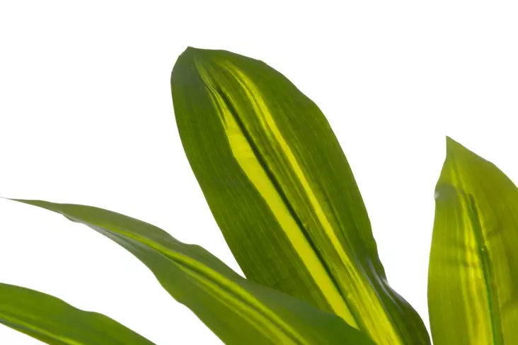 4Living Traakkipuu ruukussa 60 cm - Tekokukat ja -kasvit - 6410416435923 - 1