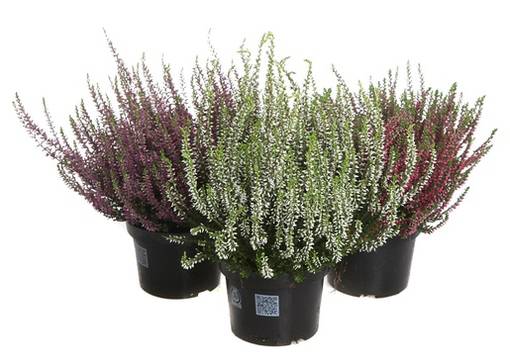 Calluna - Kastelutarvikkeet - 0000000001103 - 1