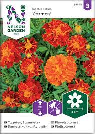 Samettikukka, Ryhmä-, Carmen - Kukkien siemenet - 7312600885653 - 1