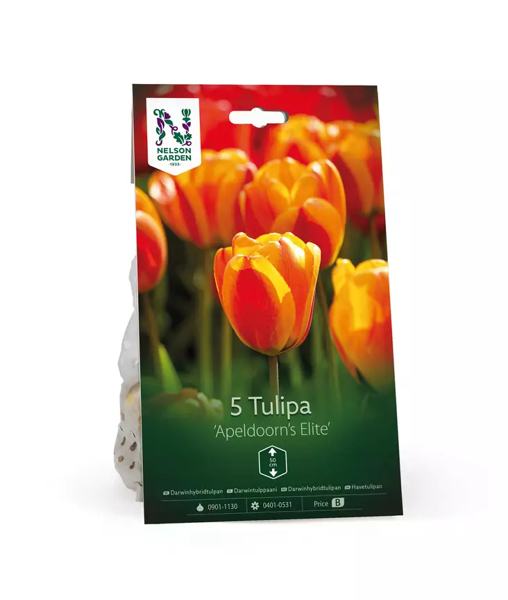 Syyssipuli Darwintulppaani, 'Apeldoorn's Elite'7,50 - Siemenet ja sipulit - 7312603021263 - 1