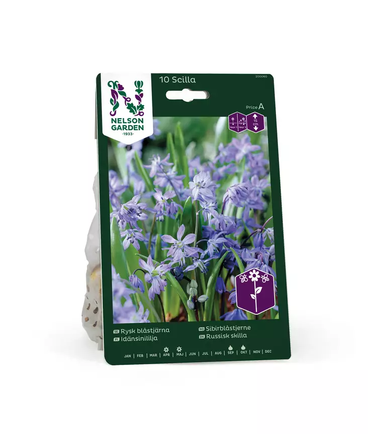 SYYSSIPULI IDÄNLILJA SININEN - Siemenet ja sipulit - 7312602000603 - 1