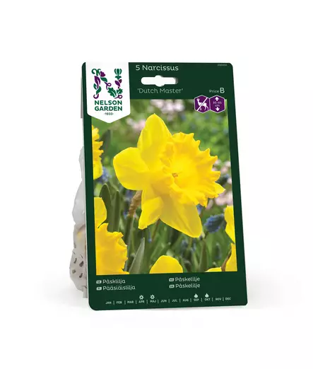 SYYSSIPULI NARSISSI PÄÄSIÄISLILJA - Siemenet ja sipulit - 7312602004304 - 2