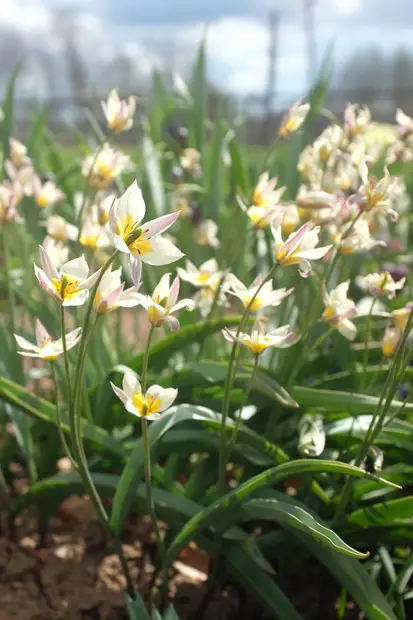 SYYSSIPULI TULPPAANI KÄÄPIÖ - Siemenet ja sipulit - 7312602008104 - 1