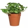 4Living Hattuputki ruukussa 16 cm - Tekokukat ja -kasvit - 6410416279244 - 1