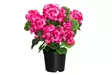 4Living Pelargonia ruukussa tumma pinkki - Tekokukat ja -kasvit - 6410416529844 - 1