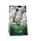 Syyssipuli Hyasintti, 'China White' - Siemenet ja sipulit - 7312603021034 - 1